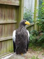 Eagle