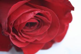Rose Flower close-up on white background