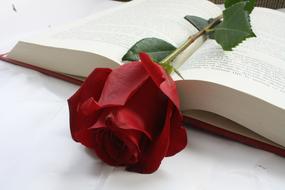 red Rose Flower on Book