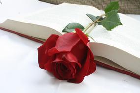 red rose lies on an open book
