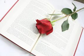 Rose Flower and Book