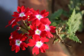 Verbena Flowers red white