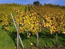 Vineyard Autumn Vines Golden