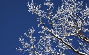 Wood Winter Snow