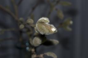 macro photo of closed magnolia buds