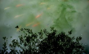 Pond Flower Garden