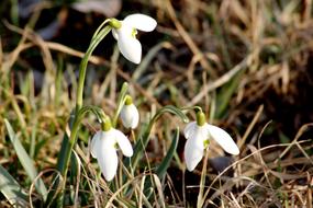 Snowdrop Spring March Signs Of
