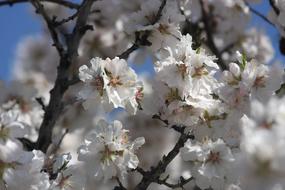 incredible beauty Cherry Flowers