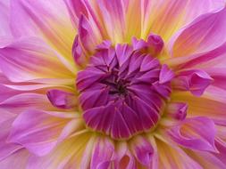 Close-up of the core, of the beautiful and colorful dahlia flower, with the petals