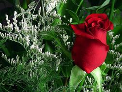 incredible beauty Flower Rose Red