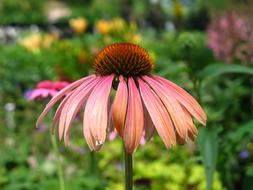 Coneflower, Purple Flower in garden