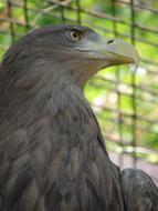 Eagle Head Beak