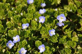 Spring Flowers