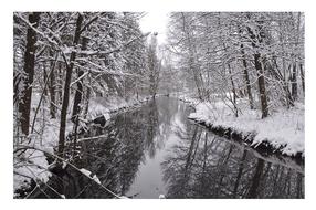 Wintry Trees River