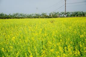 green field with yellow flowers in the countryside