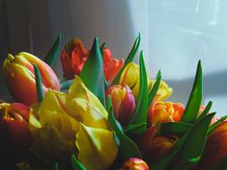 Tulips Flowers Bright