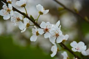 white cherry Flowers on twig close up