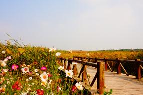 Bridge The Scenery Wild