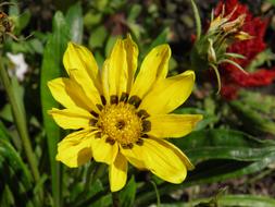 yellow flower with green leaves in the garden on the flowerbed