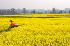 The Scenery of Rape Golden field
