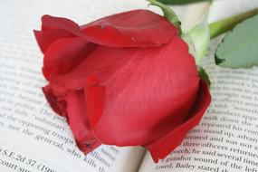 Rose red and Book text