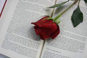 red rose on an open book