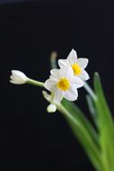 Narcissus White Chinese New