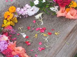 Beautiful and colorful flowers with the petals on the sand, in spring