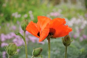 red poppy on an island in brissago, Switzerland