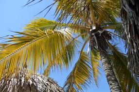 Palma Sky Palms