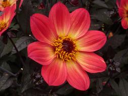 Flower Dahlia on dark leaves