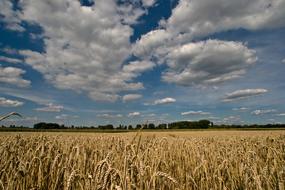 Clouds Cereals Field Summer