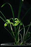 Orchids Still green black background