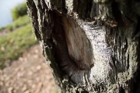 Tree Konar