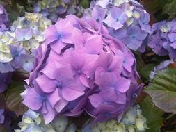 wondrous Purple Hydrangea Flower