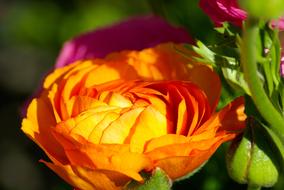 Buttercup Flower sun