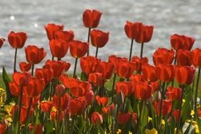 Tulips Flower Discounts