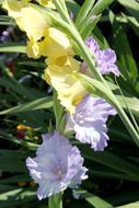wondrous Gladiolus Flower