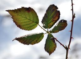 green Bottom Leaves