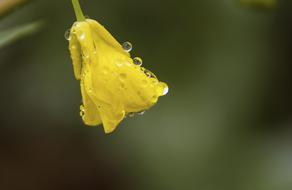 Still Life Photography of yellow Flowers