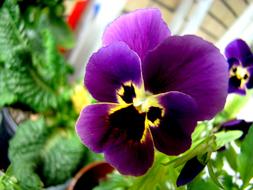 Pansy Heartsease Flower purple yellow
