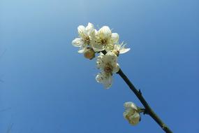 Plum Blossom at Blue Sky