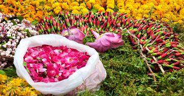 Flowers Colorful Color