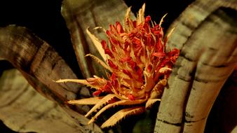 Macro view of red Bromeliad flowers