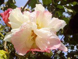 Hibiscus White Blossom at garden