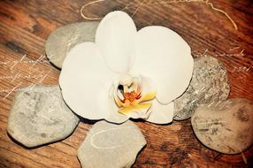 Stones and Orchid on Wood