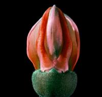 closeup view of pink Blossom Bloom Flower
