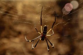 Spider Silk Web