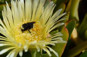 Bumblebee feeding on white Flower