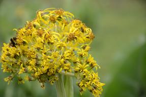 solidago virgaurea, inflorescence close up